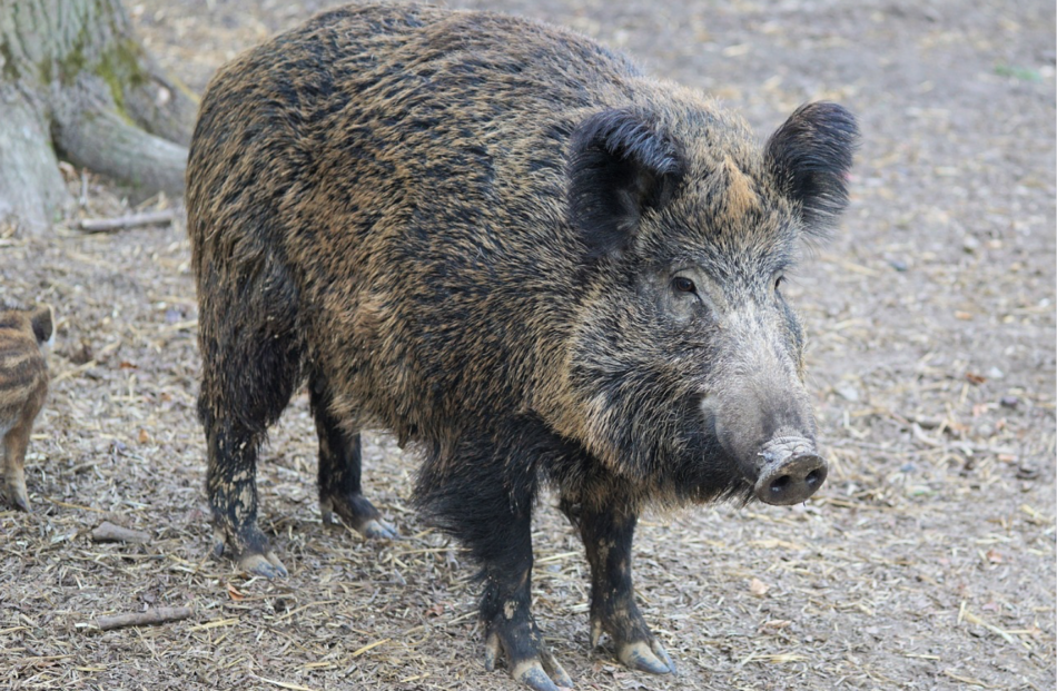 Caccia al cinghiale