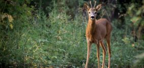 Toscana: il Tar respinge il ricorso sulla caccia di selezione del capriolo