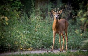 Toscana: il Tar respinge il ricorso sulla caccia di selezione del capriolo