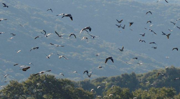 La campagna animalista si prefigge la chiusura della caccia sull’intero promontorio.