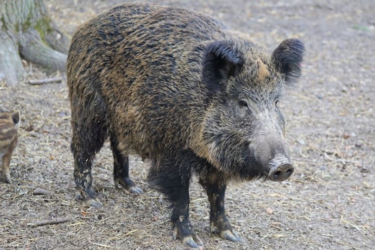 La giunta regionale del Molise ha approvato nei giorni scorsi la delibera che istituisce la caccia di selezione al cinghiale