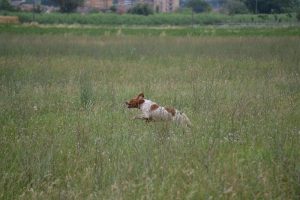 eventi cinofilia caccia