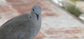 tortora