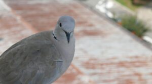 tortora